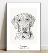 Portrait Sketch of your pet